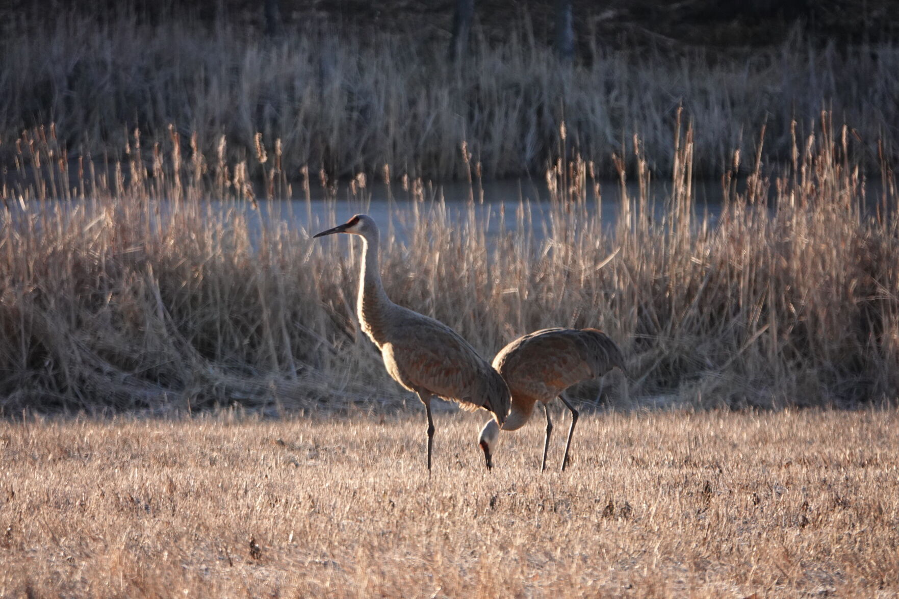 Crane count